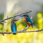 selective focus of two kingfisher birds on tree branch