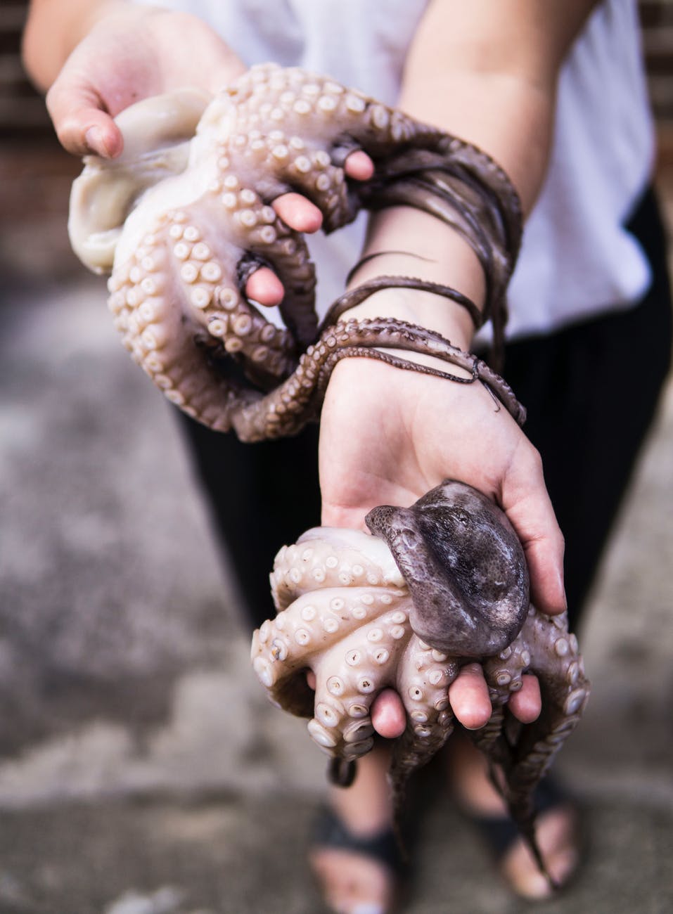 person holding two octopus