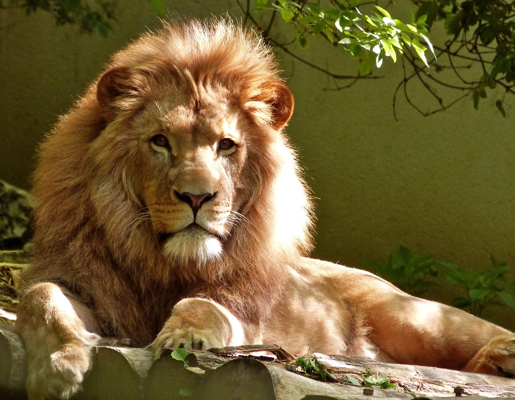 close up portrait of lion