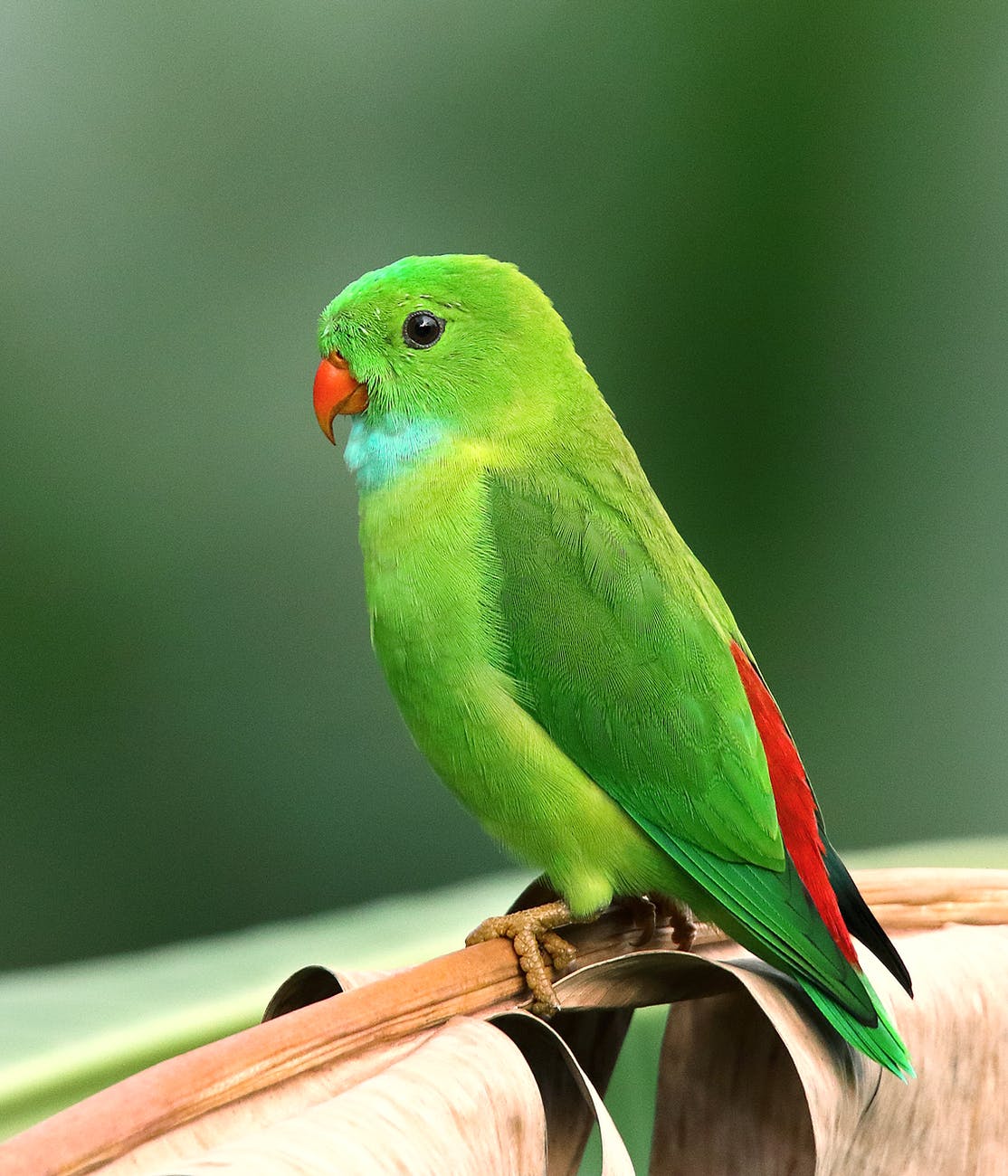 photo of perched parakeet
