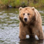 brown bear on a body of water