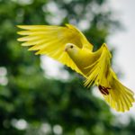 flying yellow bird