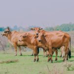 brown cattle on green grass