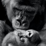 monochrome photos of gorillas