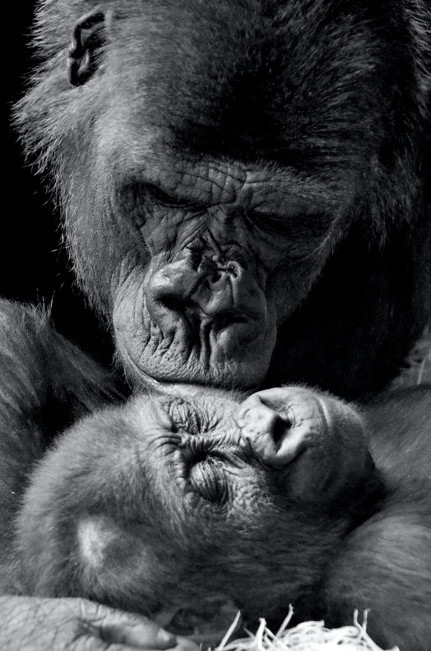 monochrome photos of gorillas