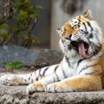 a siberian tiger grooming itself