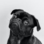 portrait photo of an adult black pug