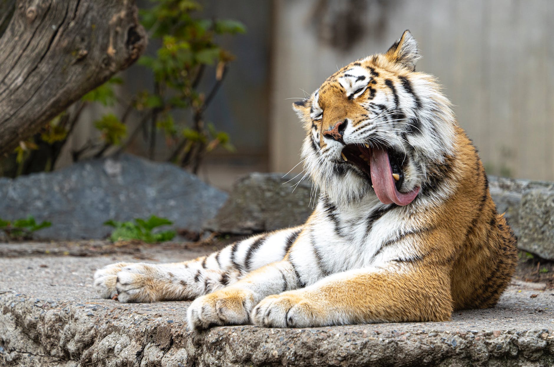 a siberian tiger grooming itself