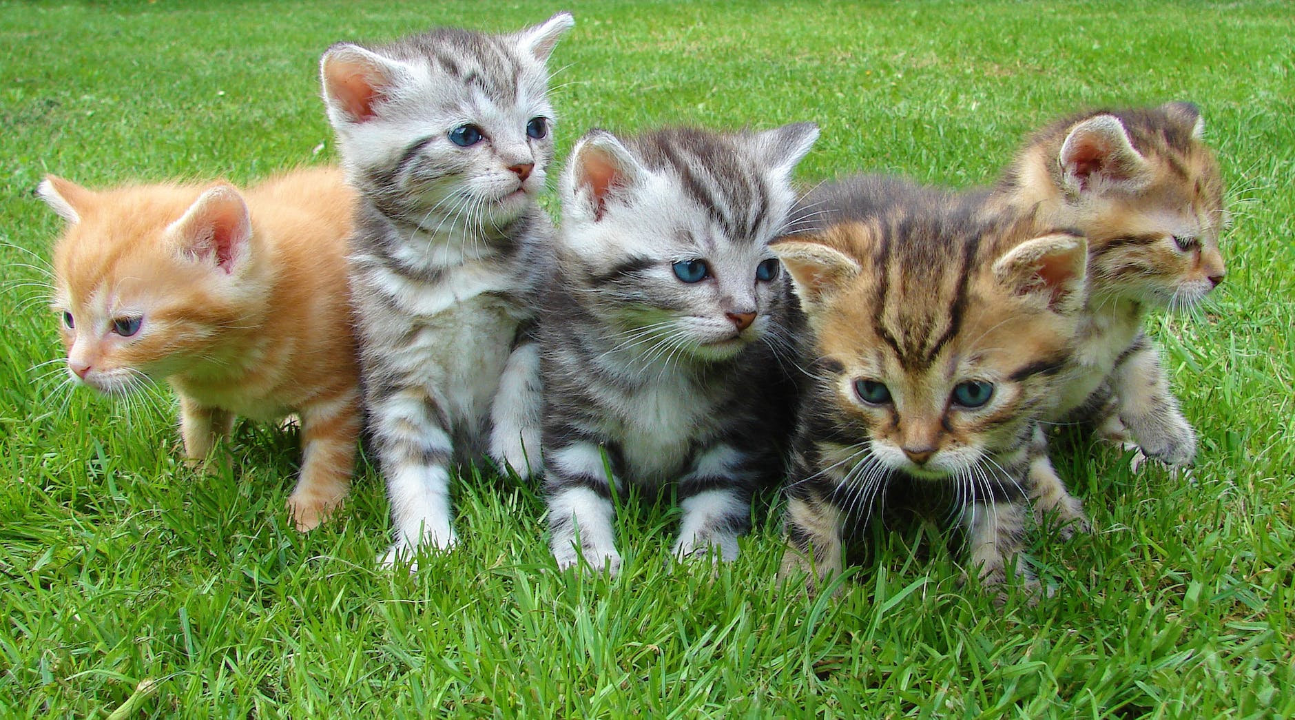 assorted color kittens