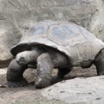 black tortoise standing