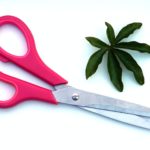 red scissors near green leaf