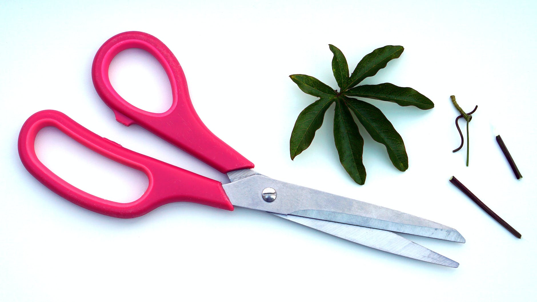 red scissors near green leaf