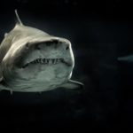 selective photo of gray shark