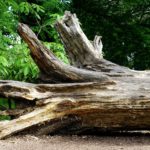 tree log