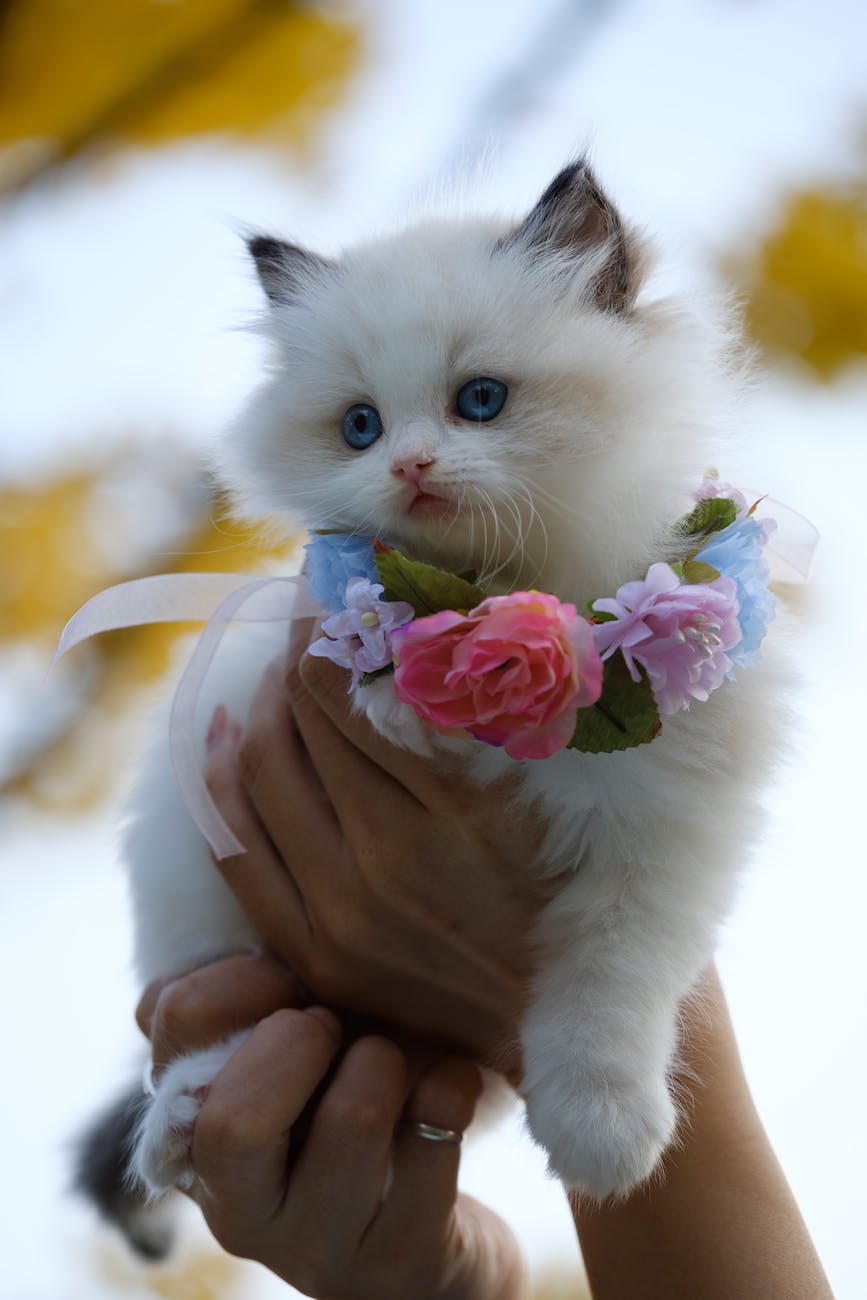 person holding white kitten with flowers necklace