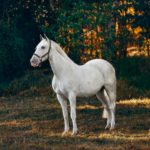 white horse on brown grass field