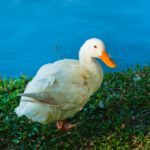 white duck near water close up photo