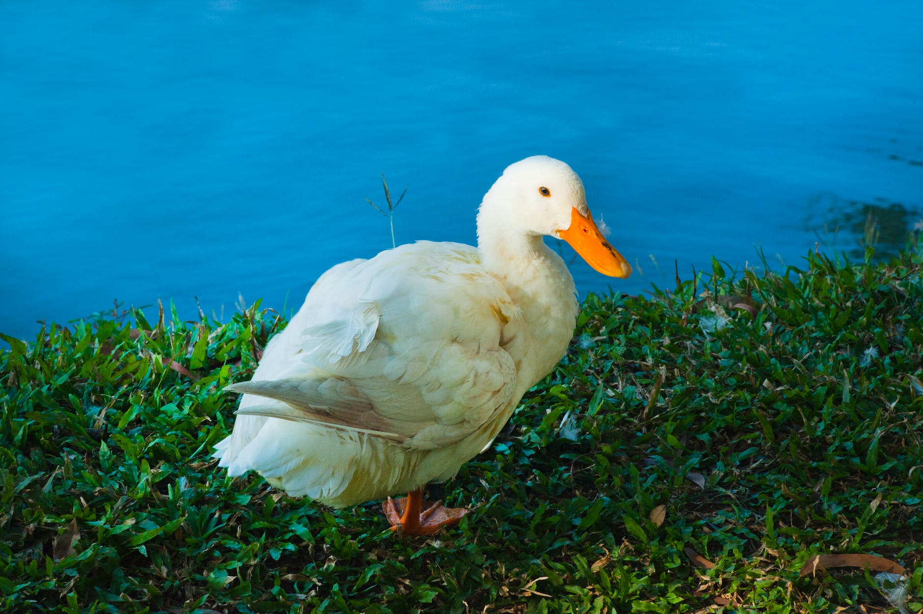 white duck near water close up photo