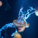 close up photo of jellyfish underwater