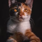 photo of tabby cat