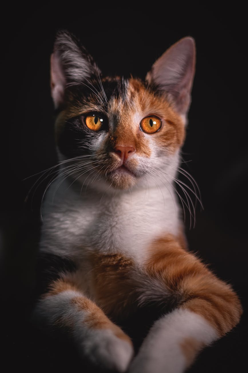 photo of tabby cat
