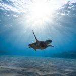 underwater photography of turtle