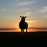sunset sheep royalty free north sea