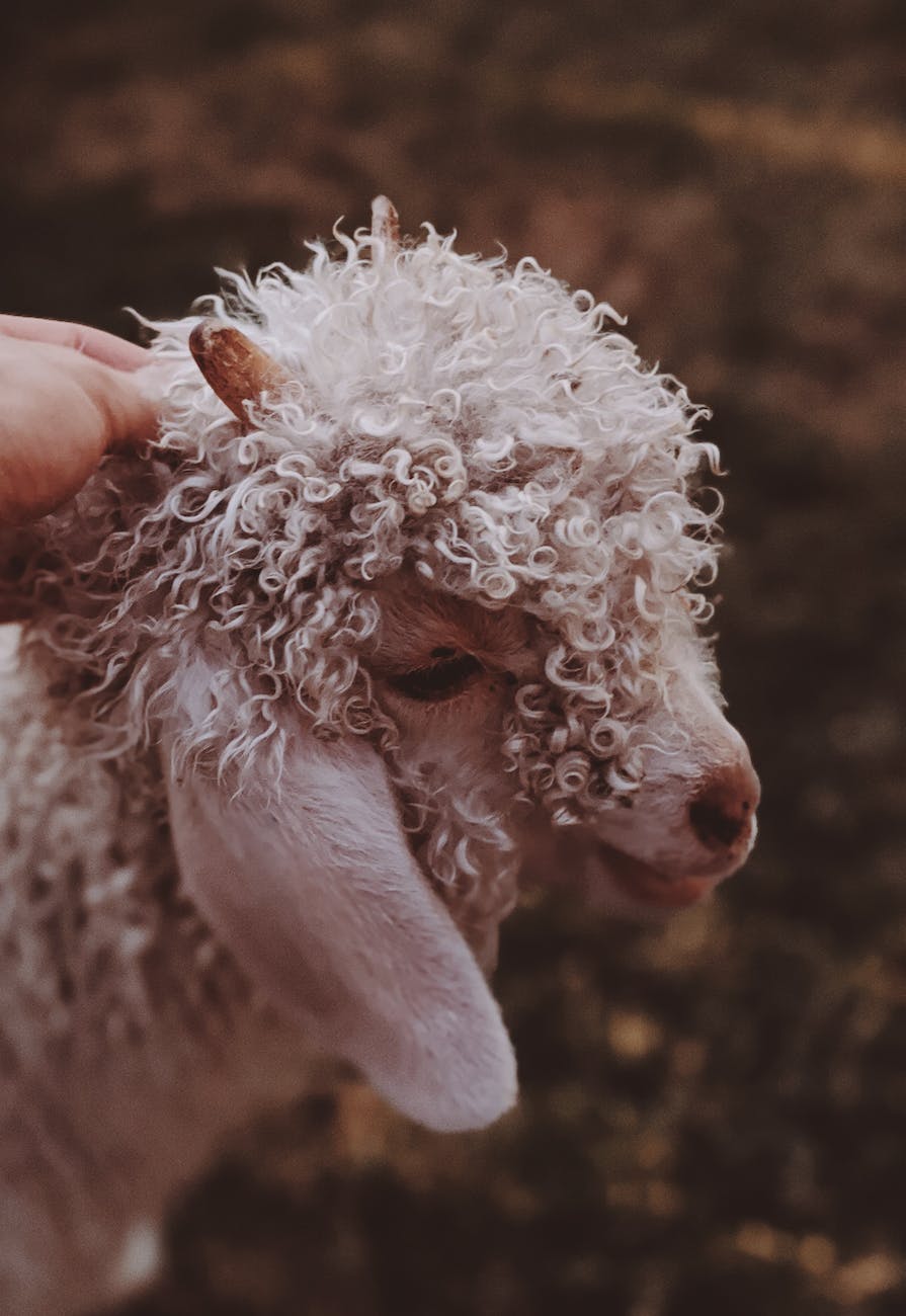 curly haired white lamb