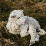 selective photography of white lamb on hay