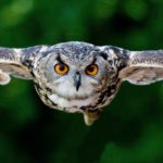 tanning photography of flying eagle owl