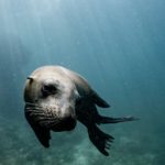 small cute seal swimming in ocean