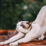 stretching white cat