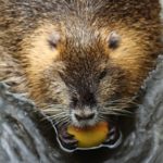 close up shot of a beaver in the water