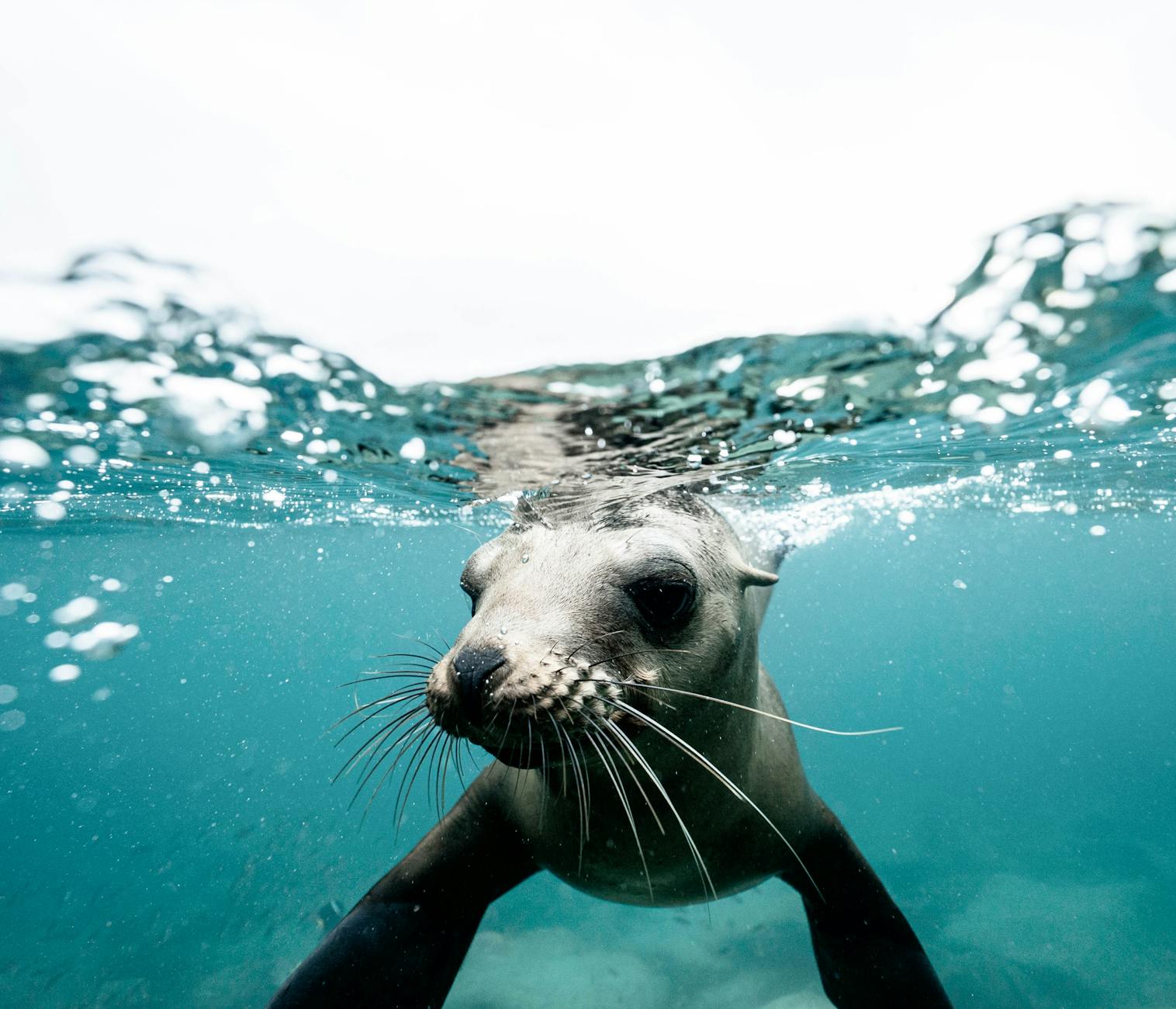 cute seal on crystal clear water